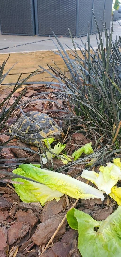 Tortue.jpg