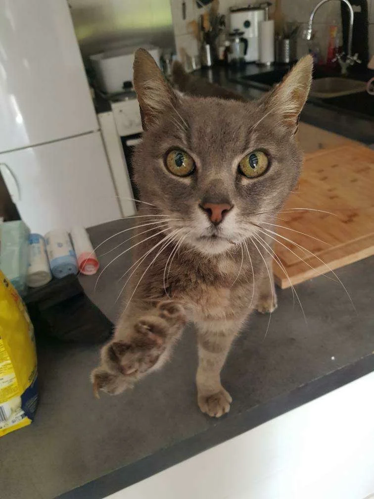 Léo
