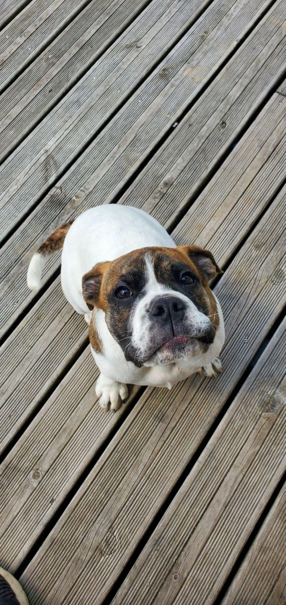 Bella