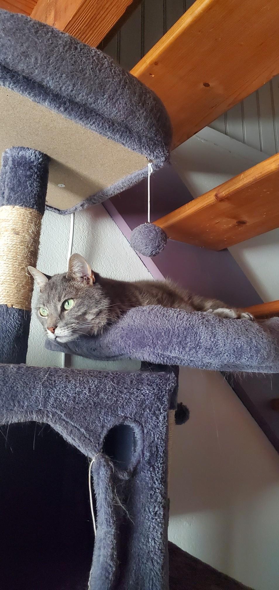 Olaf