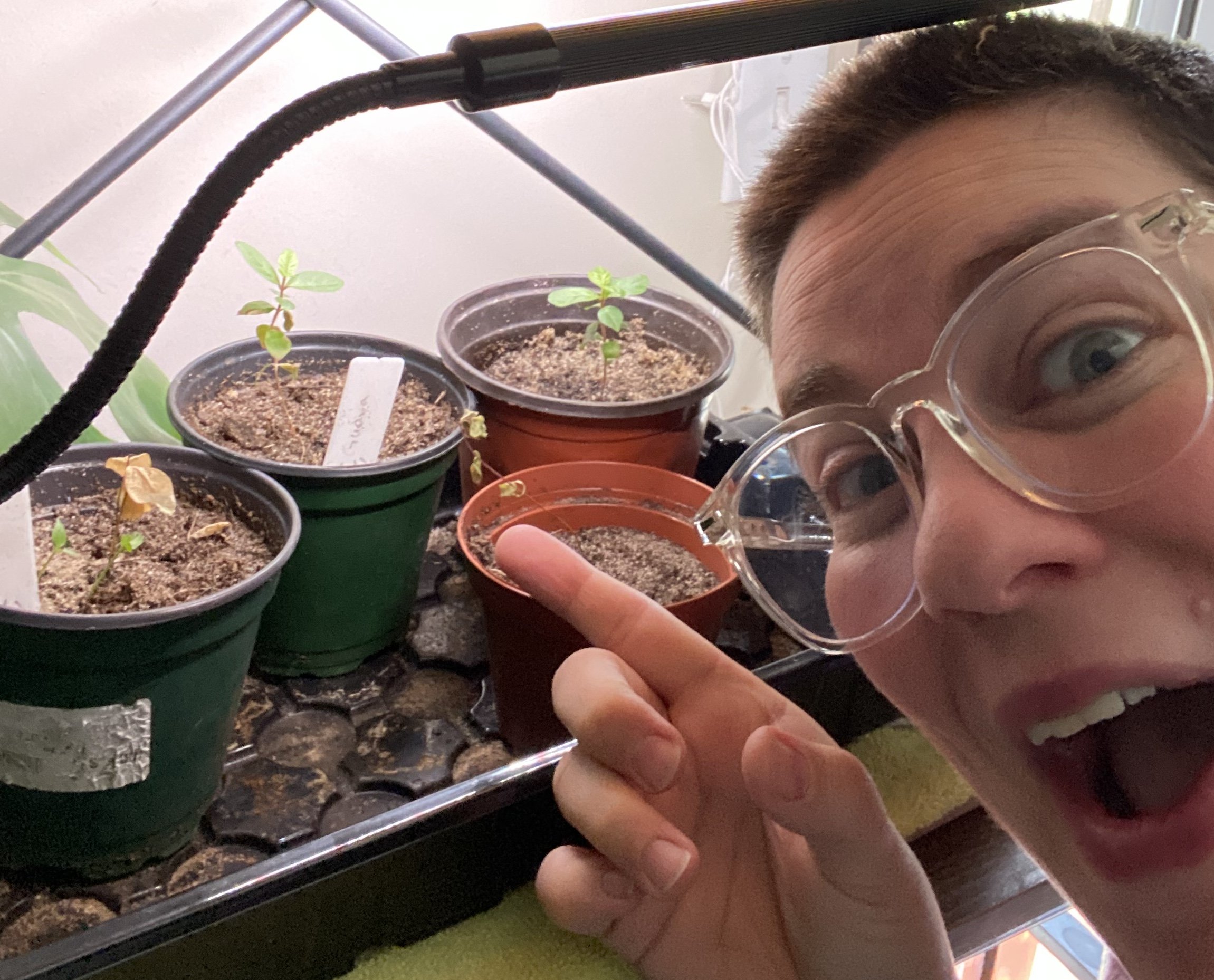 I'm growing guava, persimmon, and calamansi from seed! It's so exciting!