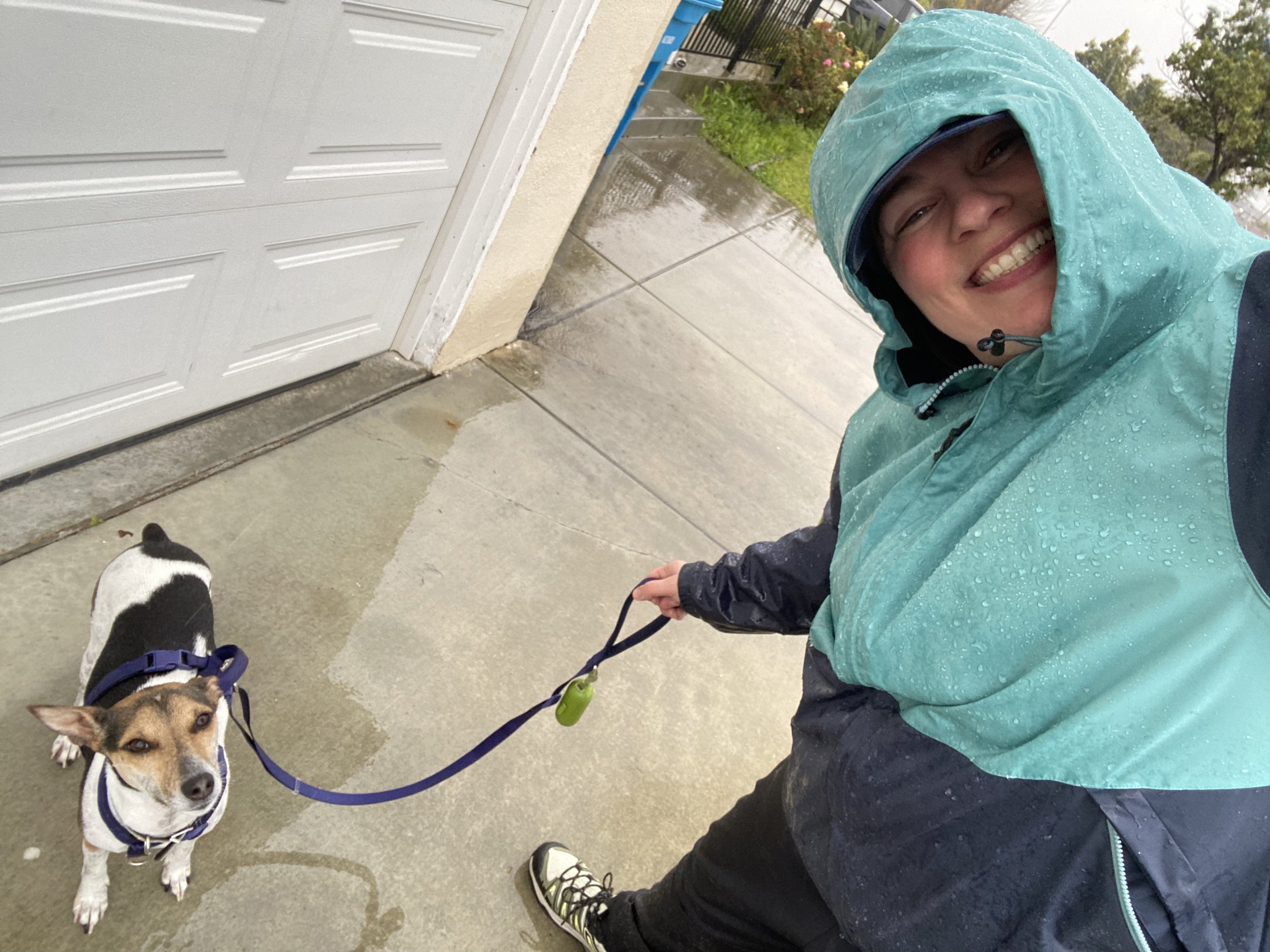 A rainy day walk with my adorable pupper, Bridget, a Decker Rat Terrier.