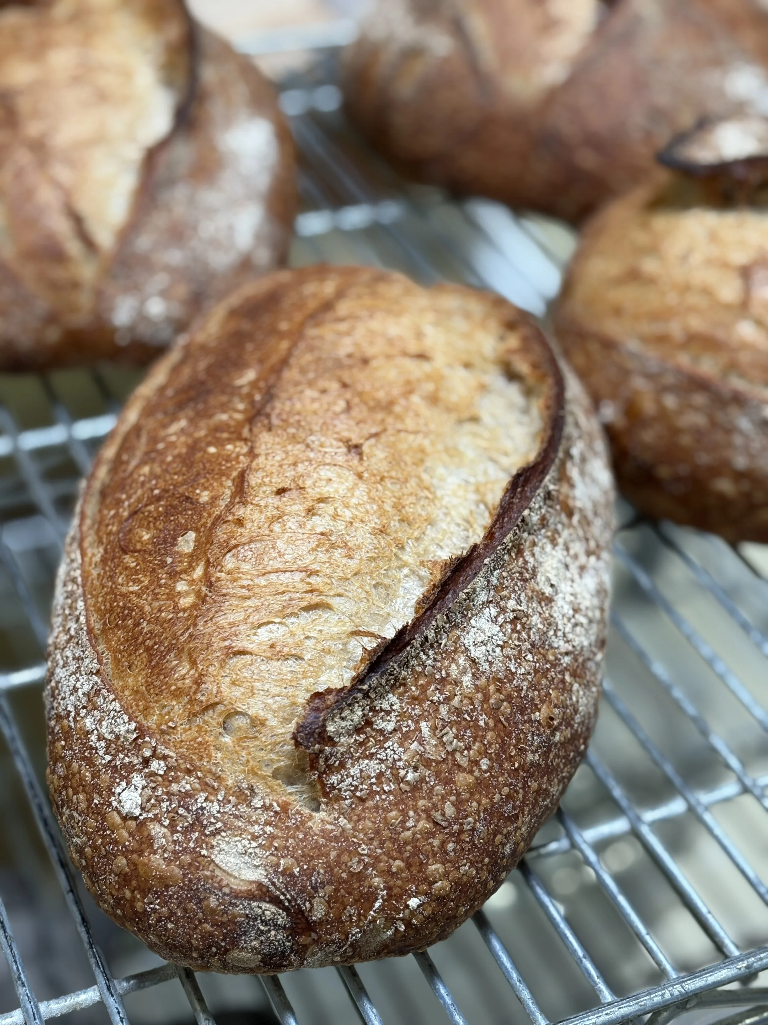 Country Sourdough.jpg