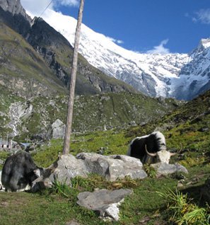 Langtang Valley/Gosainkunda Lake Treks