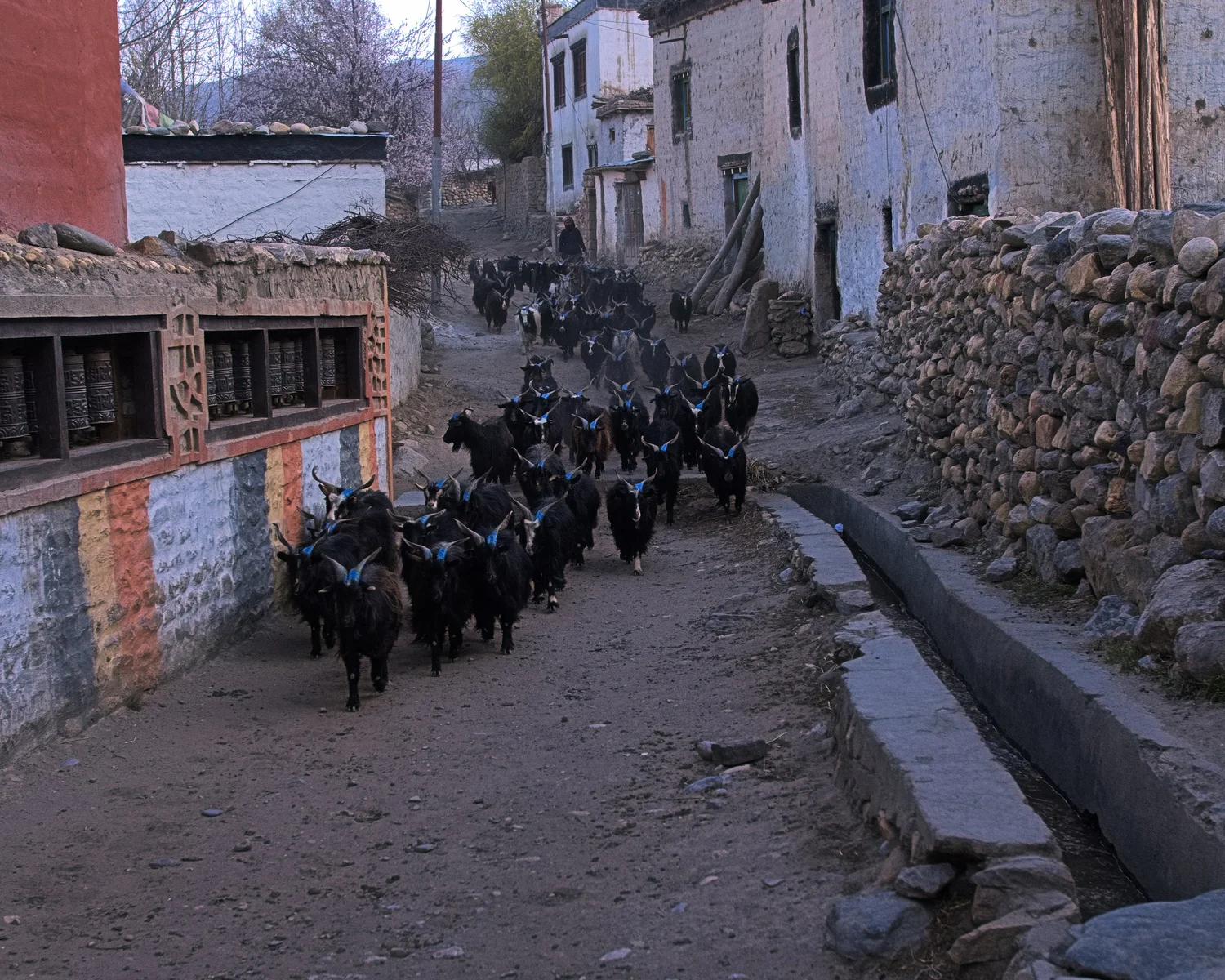 Goats in a stone village