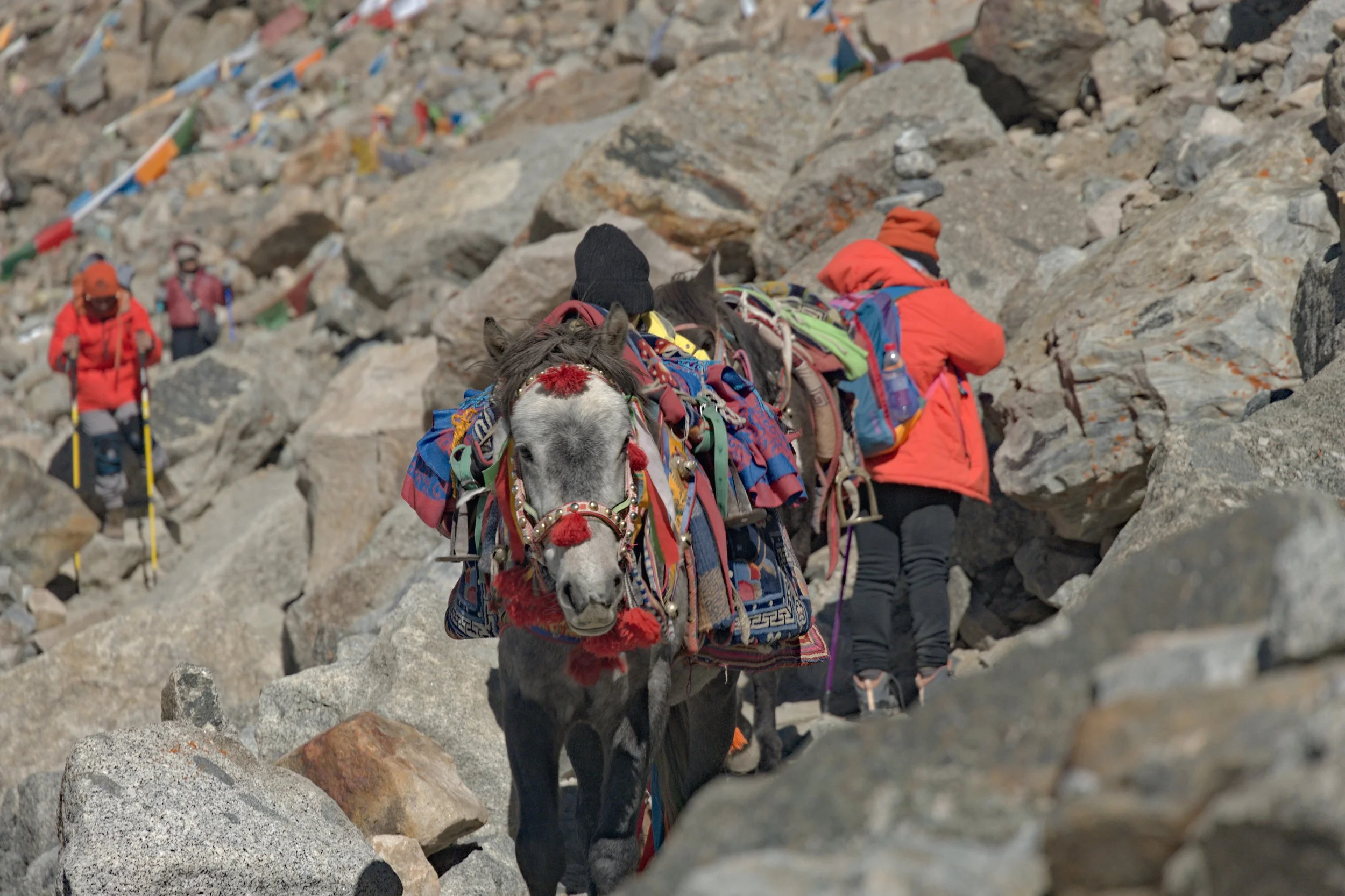 Kora Parikrama trek