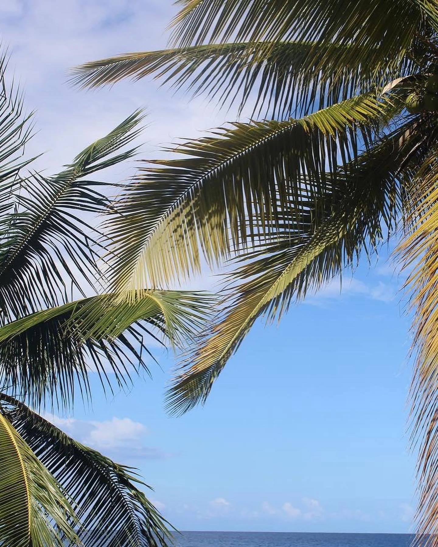 Change your perspective and you can look at Palm Trees forever😍 

&bull;
&bull;
&bull;
&bull;
&bull;
&bull;

#jamaica #jamaicavacation #visitjamaica #islandlife #montegobay 
 #earthfocus #earth #earthpix #color #travel  #travelphotography #travelblo