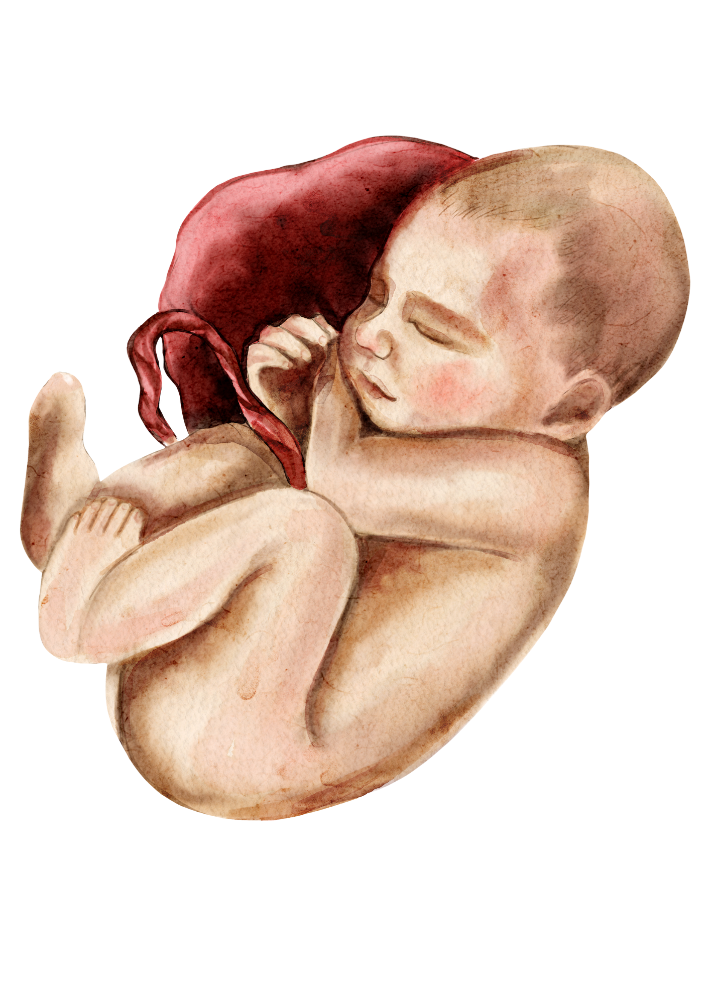 The Placenta: Physiology, Practice, and Why It Still Matters
