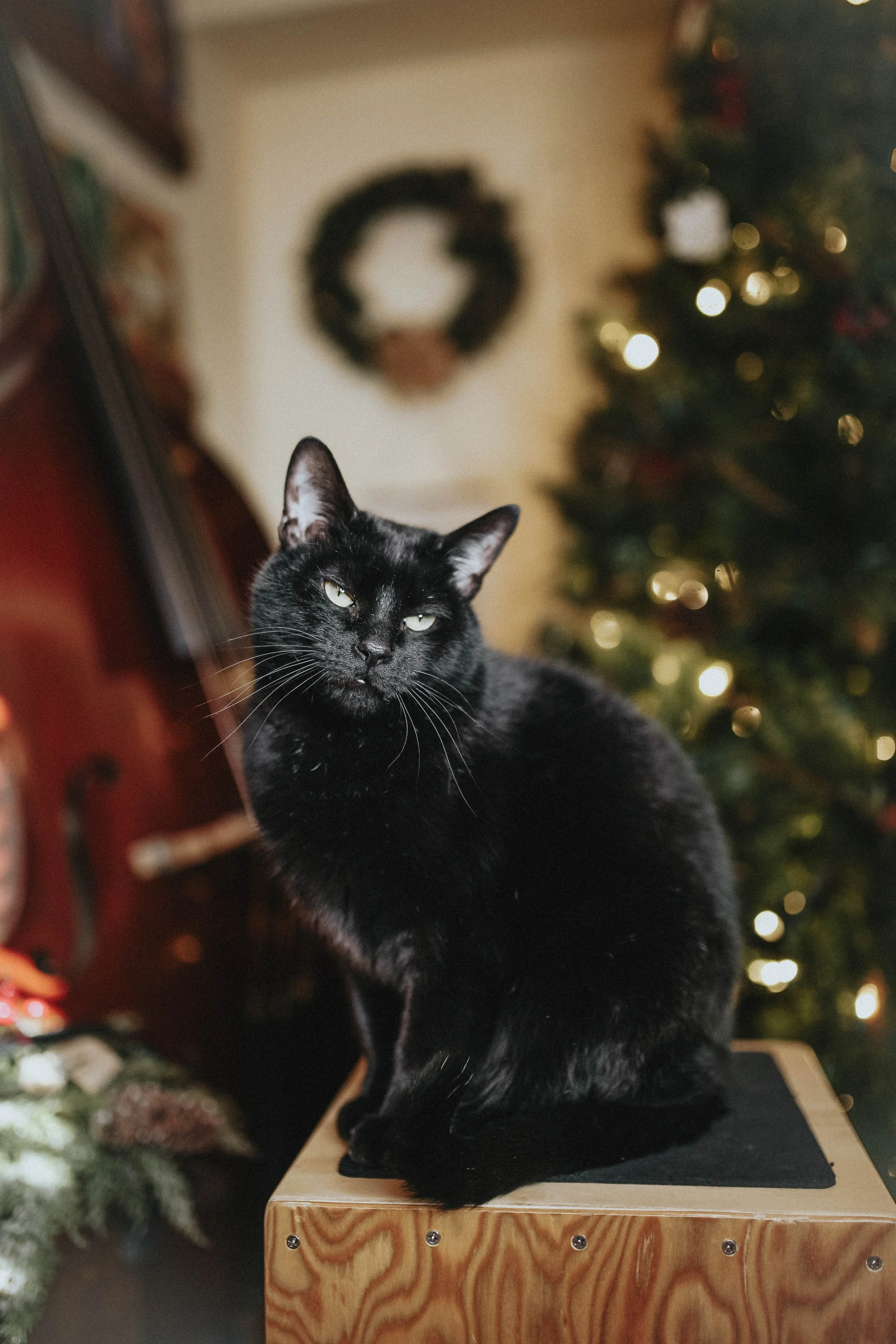 billie and berry-5.jpg