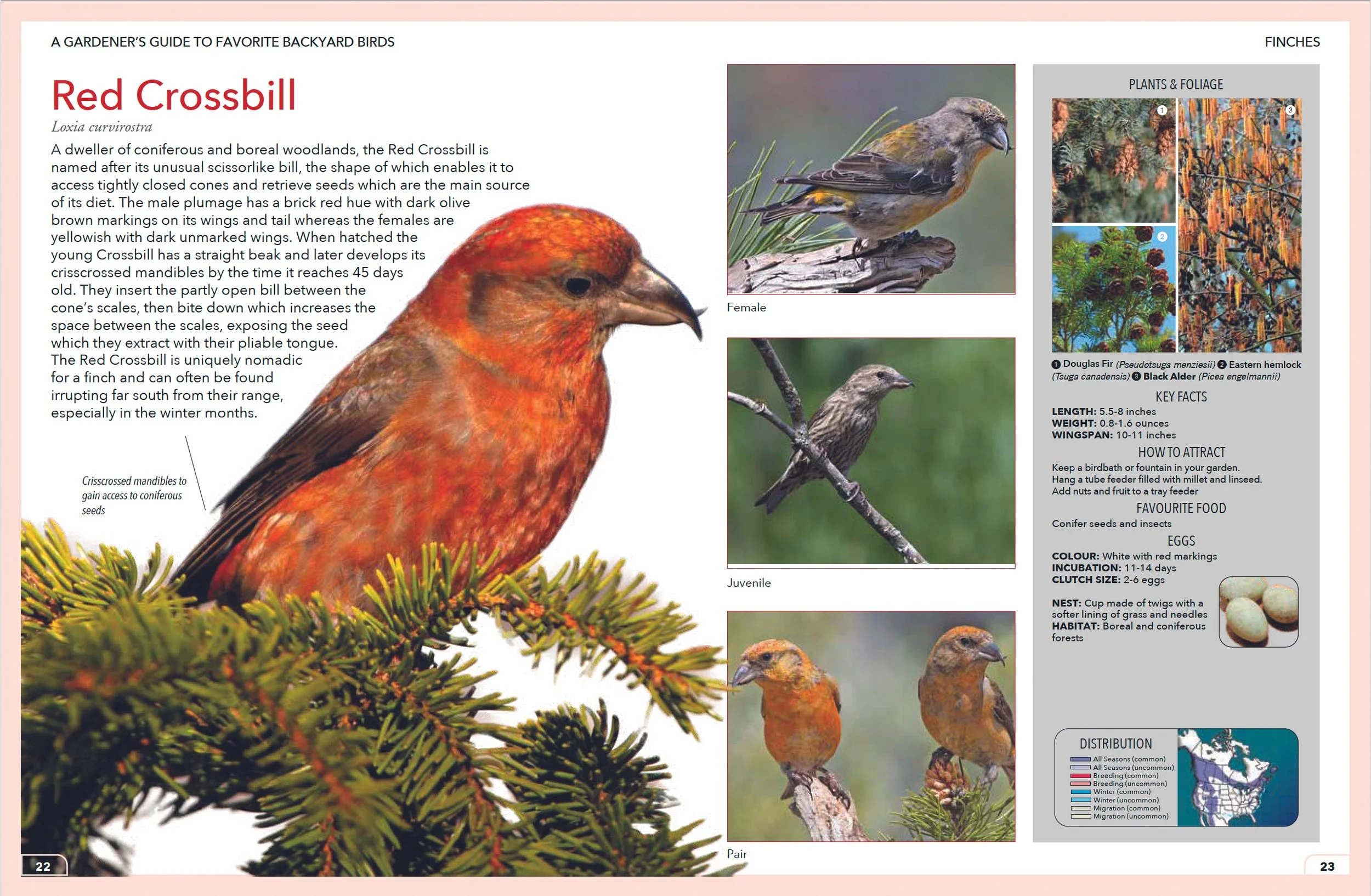 Birds sp1.jpg