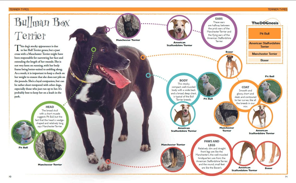 Dog Decoder sp1b.jpg