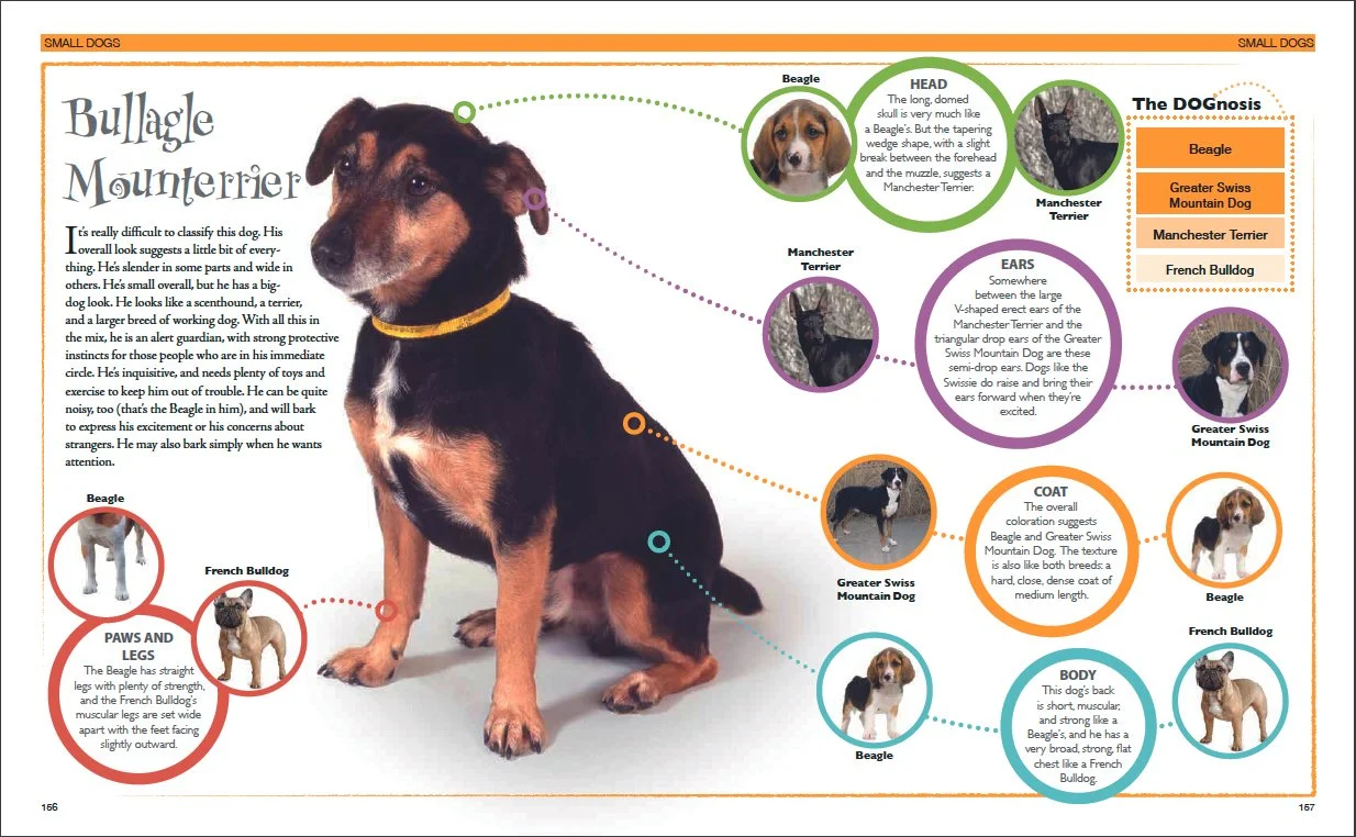 Dog Decoder sp1c.jpg
