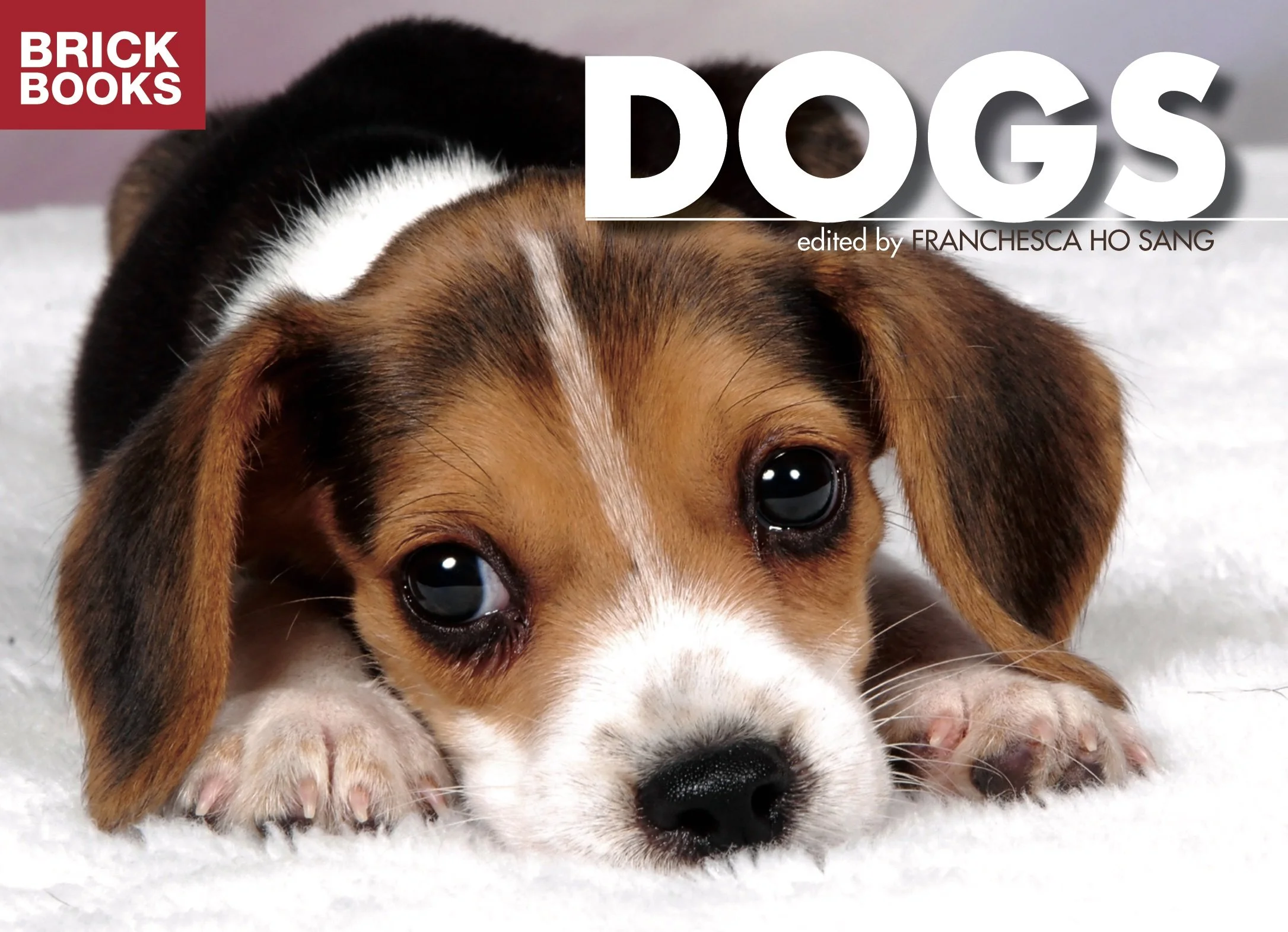 BB_DOGS_th.jpg