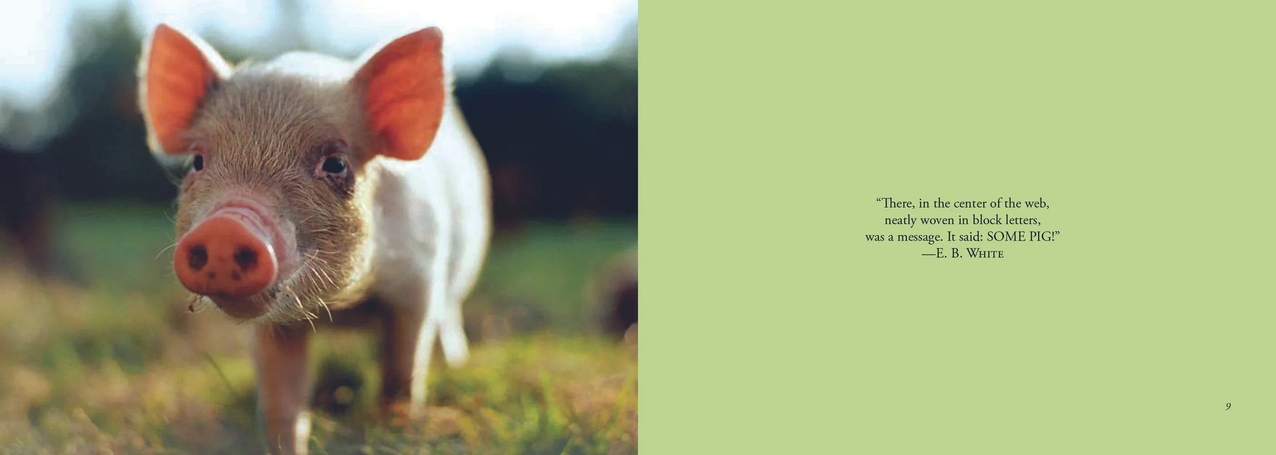 BB_BabyAnimals3.jpg