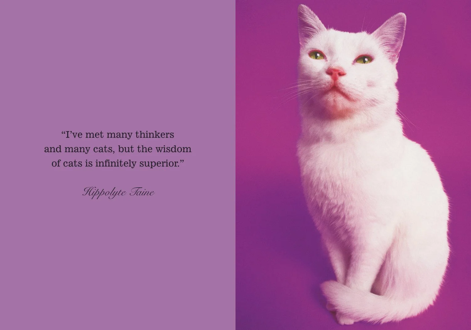 catspread2.jpg