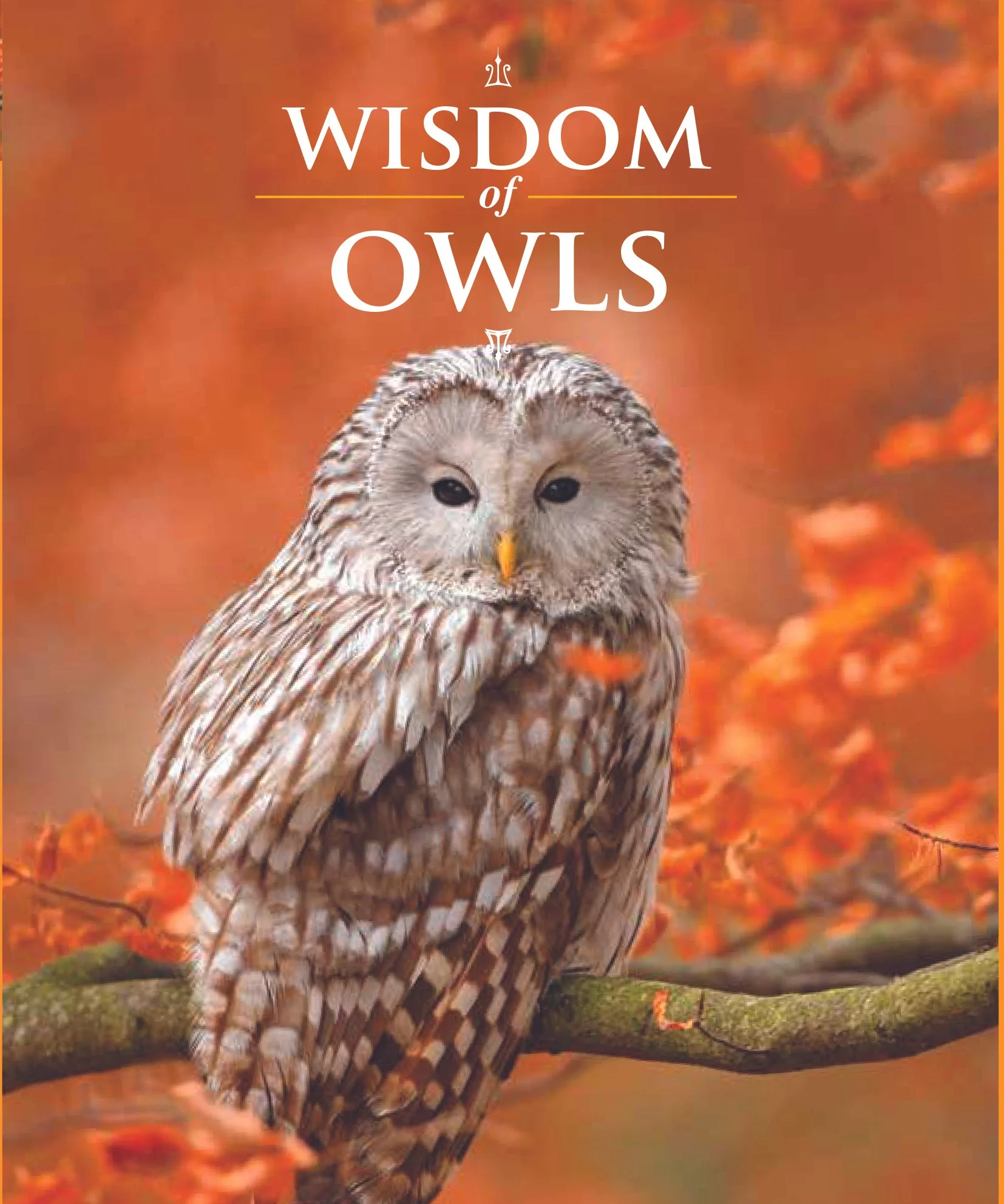 WISDOM_JACKET_OWLS.jpg