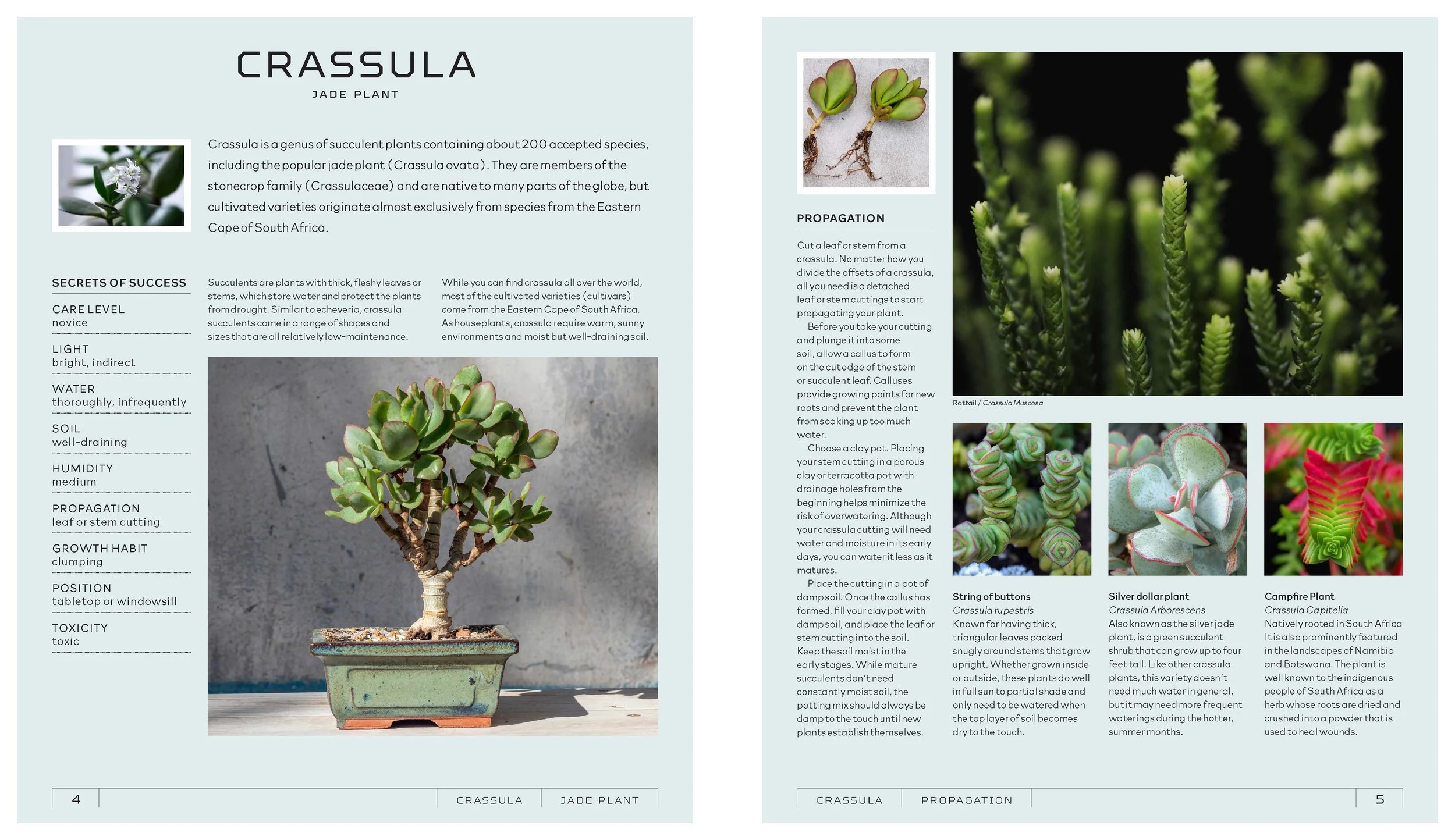 Succulents-samplePages-01_Page_2.jpg