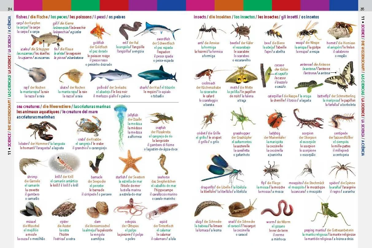 6LanguageVisualDictionary 148.jpg