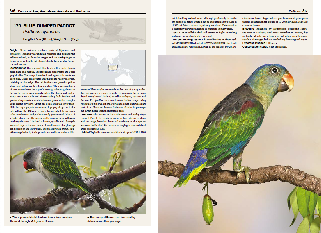 Parrots spread 9.png