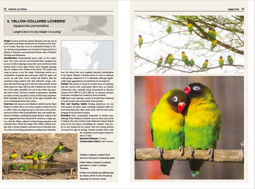 Parrots spread 3.png