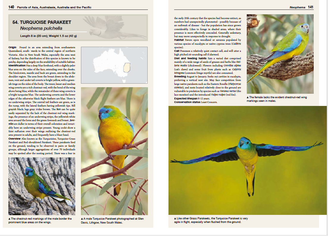 Parrots spread 7.png