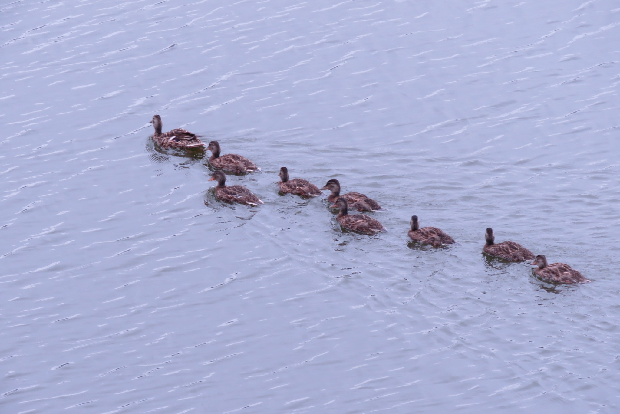 Ducks in a Row Syndrome