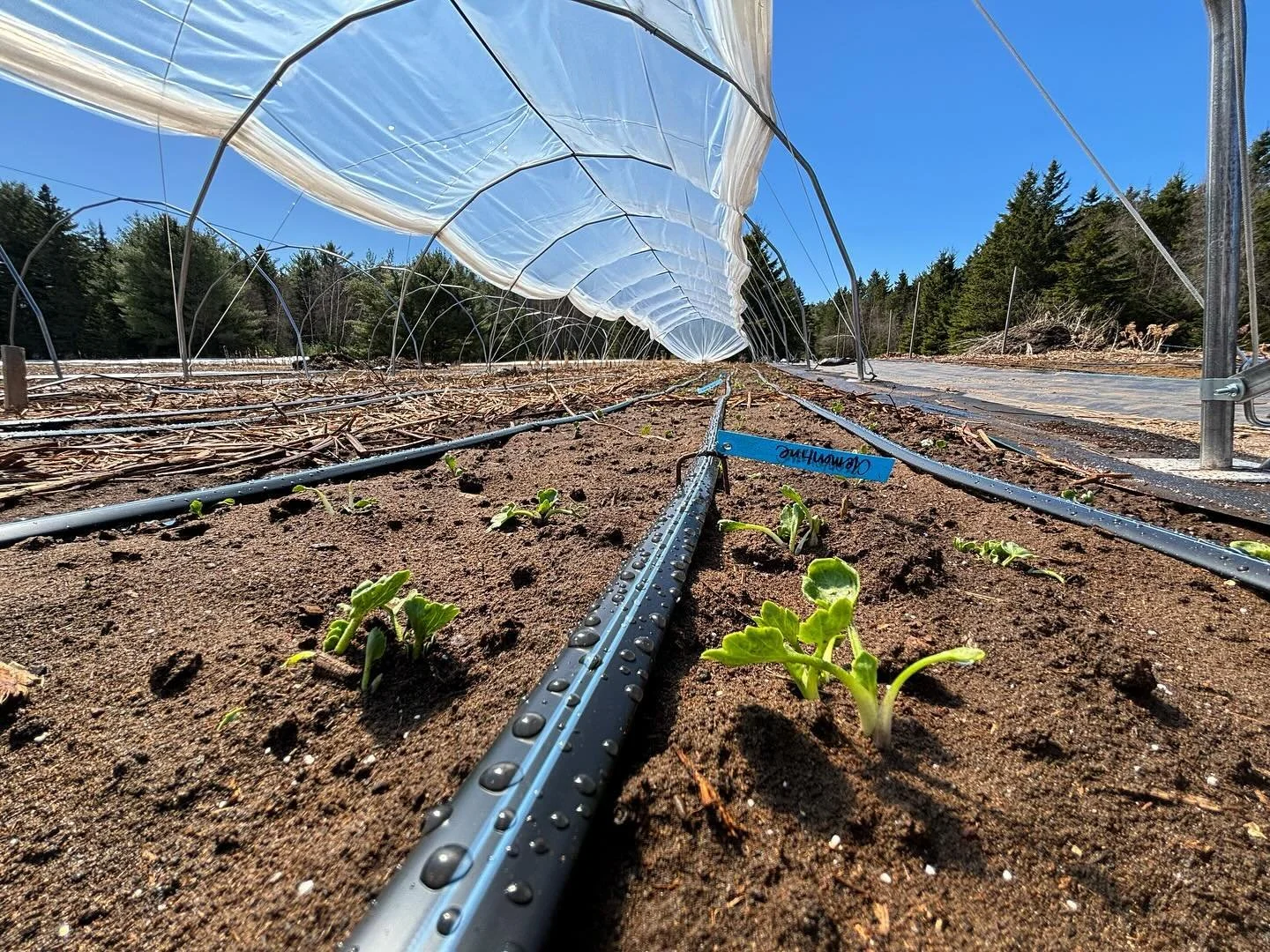C&rsquo;est parti pour la saison 2024; renoncules, an&eacute;mones, narcisses et tulipes! On a trop h&acirc;te de voir tout &ccedil;a fleurir ☺️