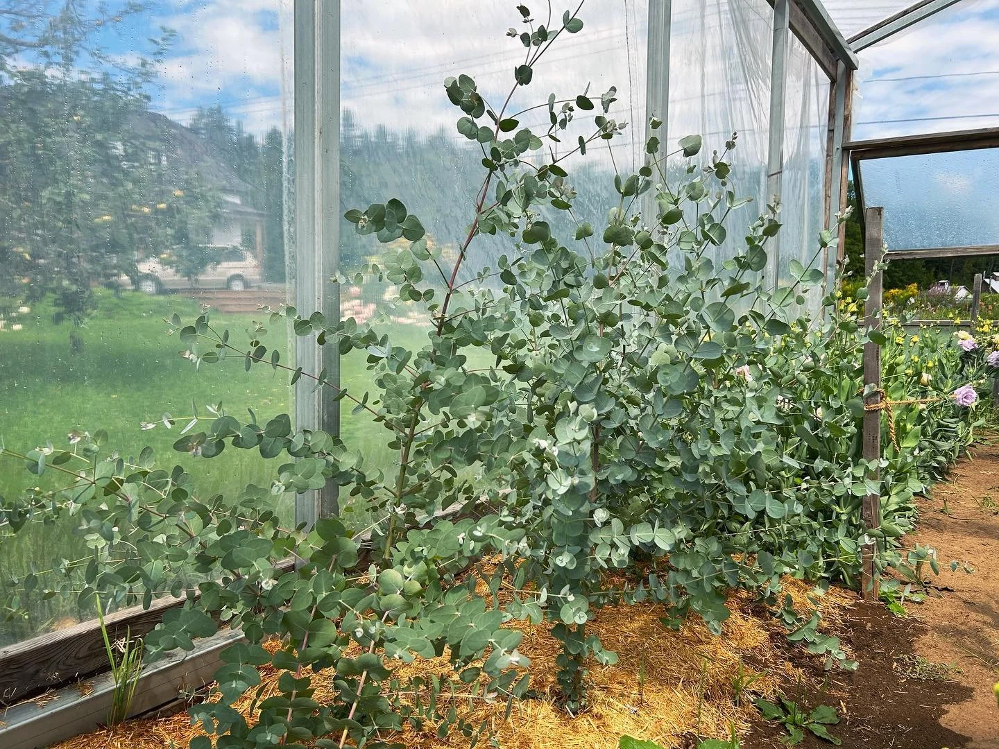 L&rsquo;eucalyptus grandit &agrave; vue d&rsquo;&oelig;il dans la serre 😮 Et la vari&eacute;t&eacute; &ldquo;Lemon Bush&rdquo; sent si bon!