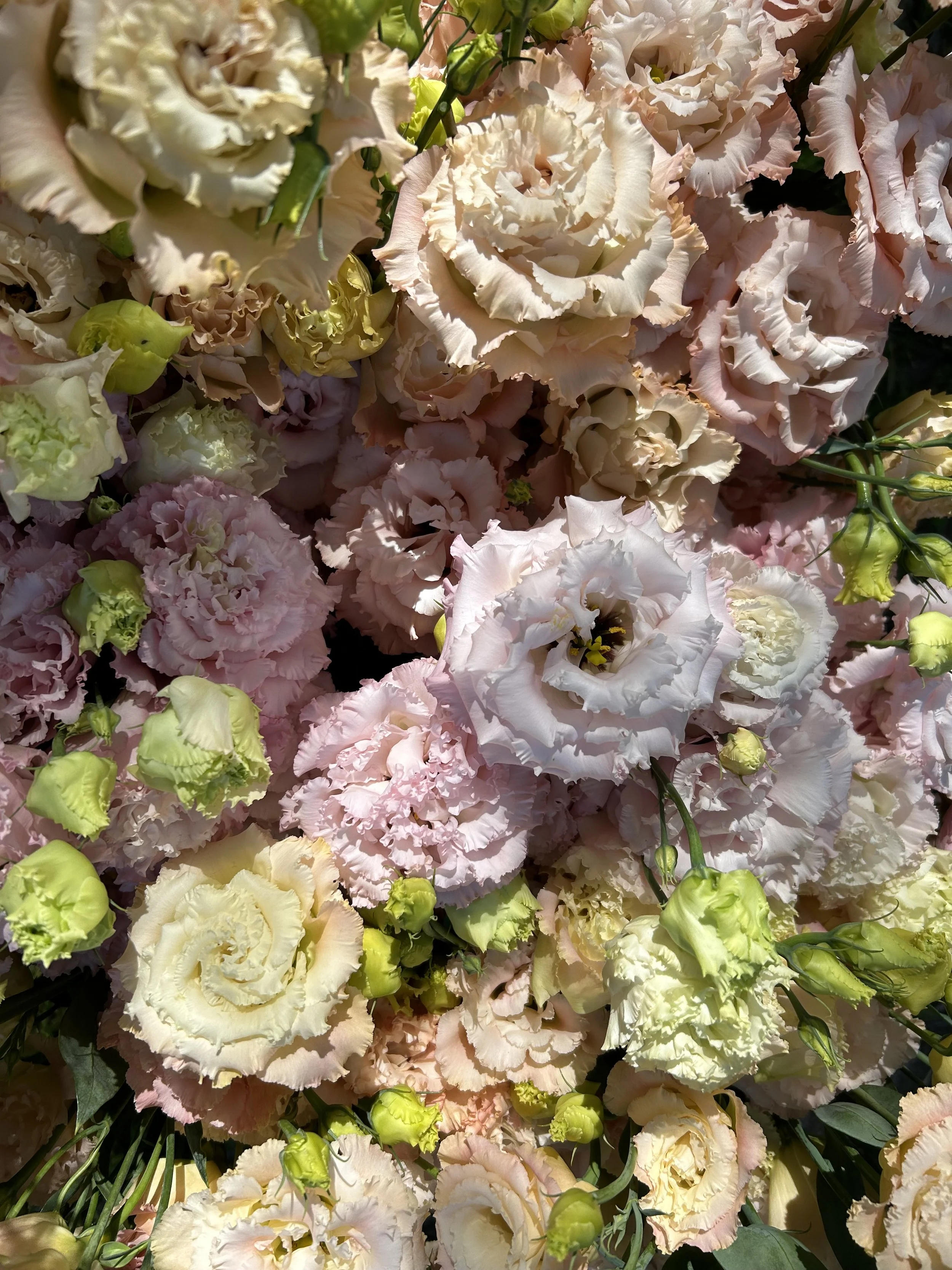 lisianthus.jpg