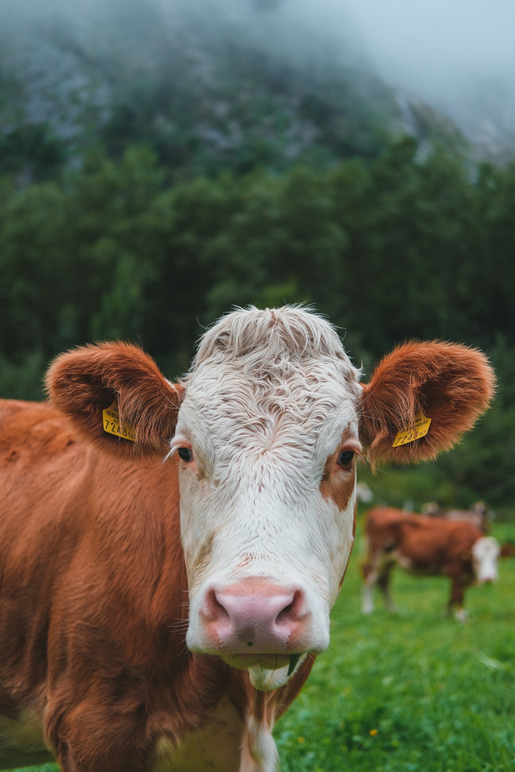 Close-up of a brown and white cow in a grassy field with mountains and fog in the background.