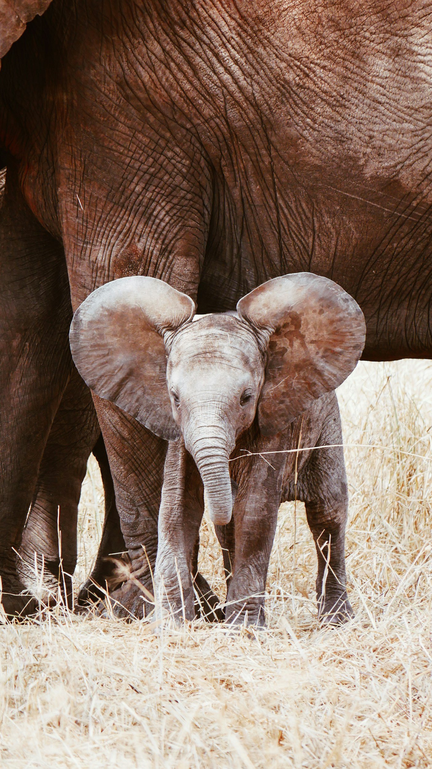 Baby elephant standing in dry grass between adult elephants.