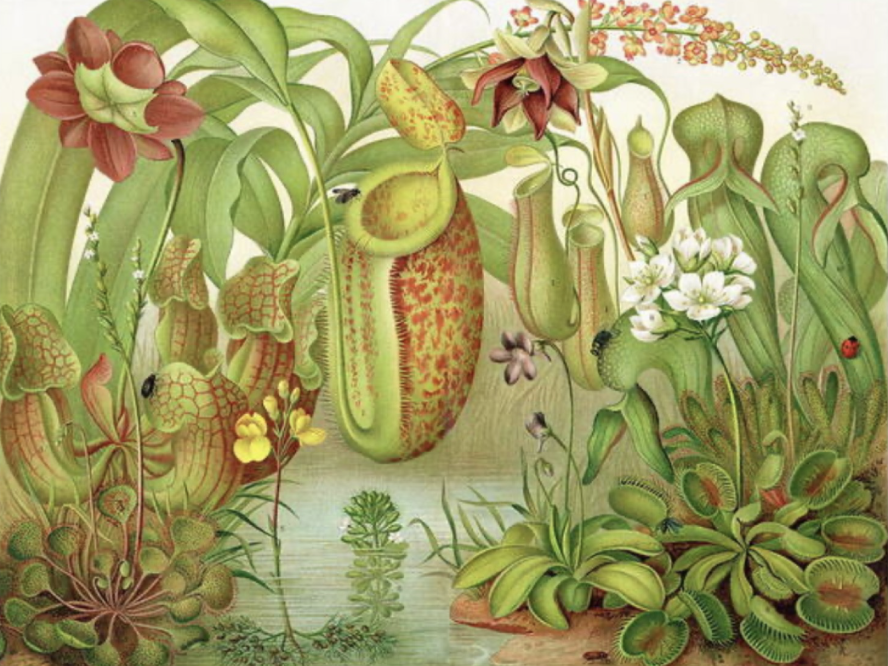 Naturalist Illustration: Tropical & Carnivorous