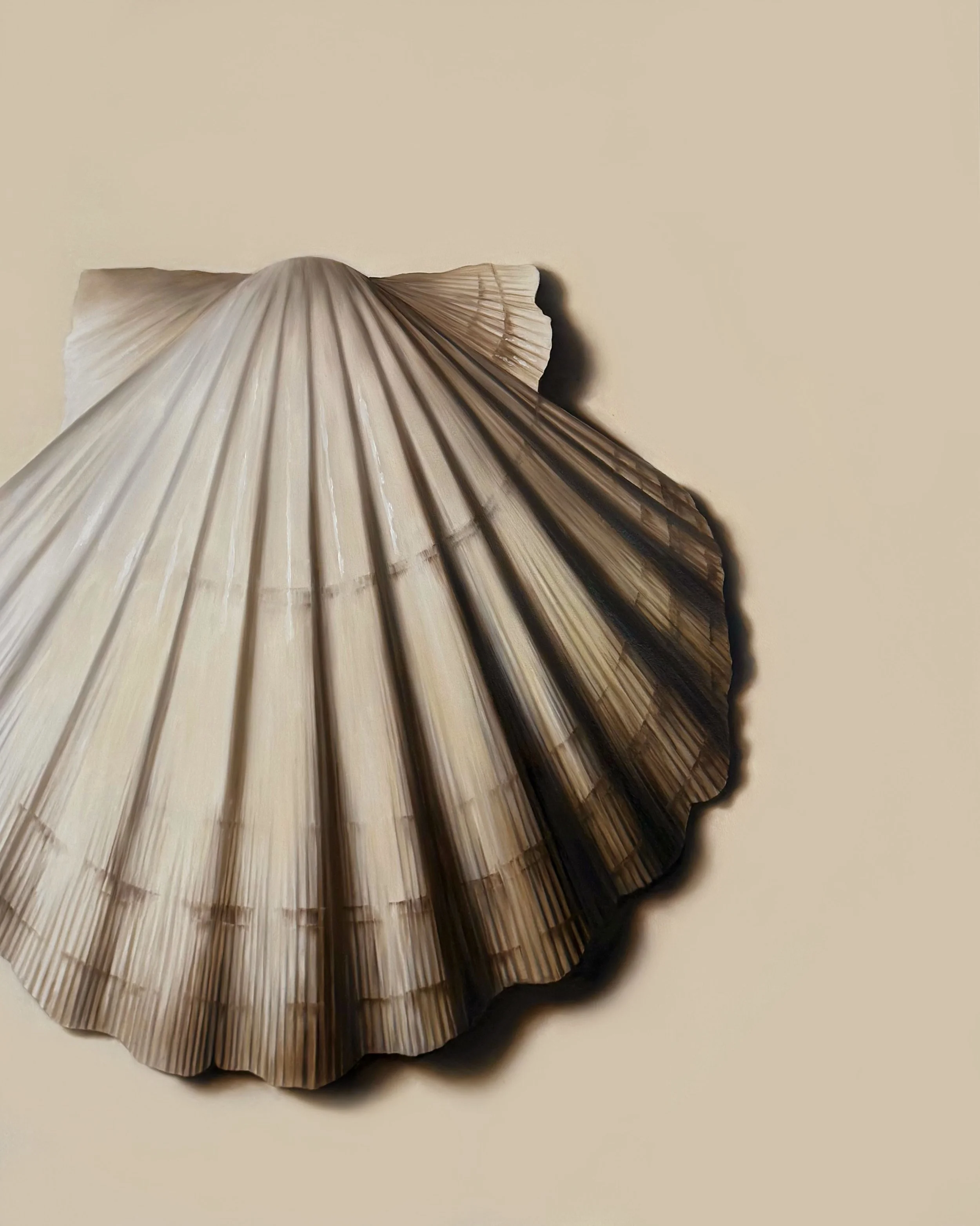 AScallopShell_48x36_2026.jpg