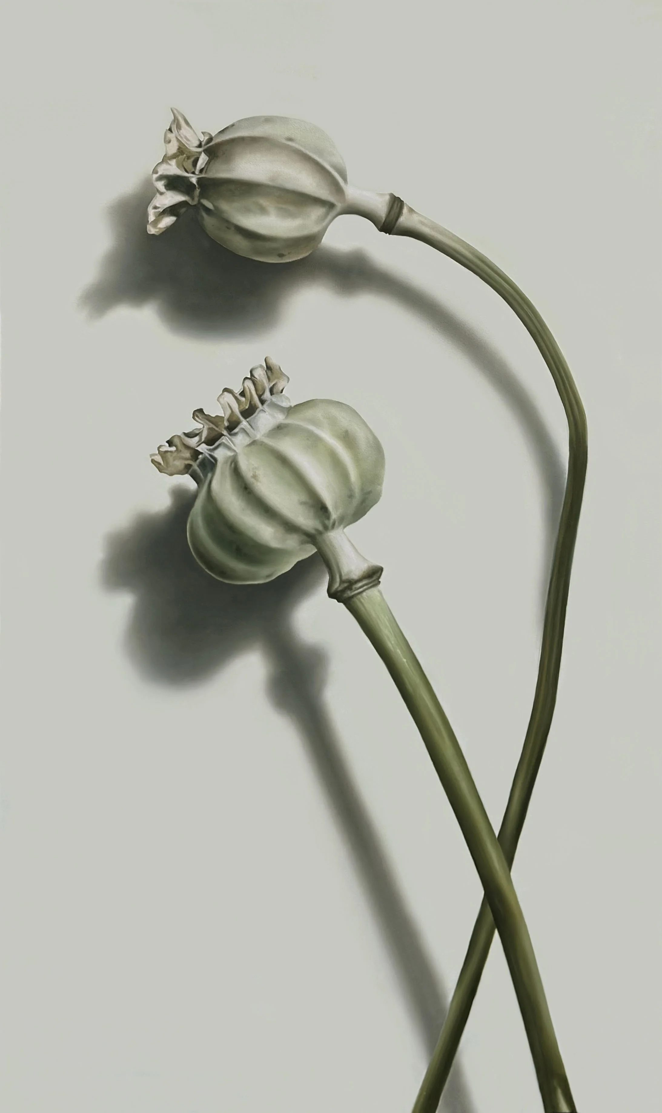 PoppyPods_60x36_2026.jpg