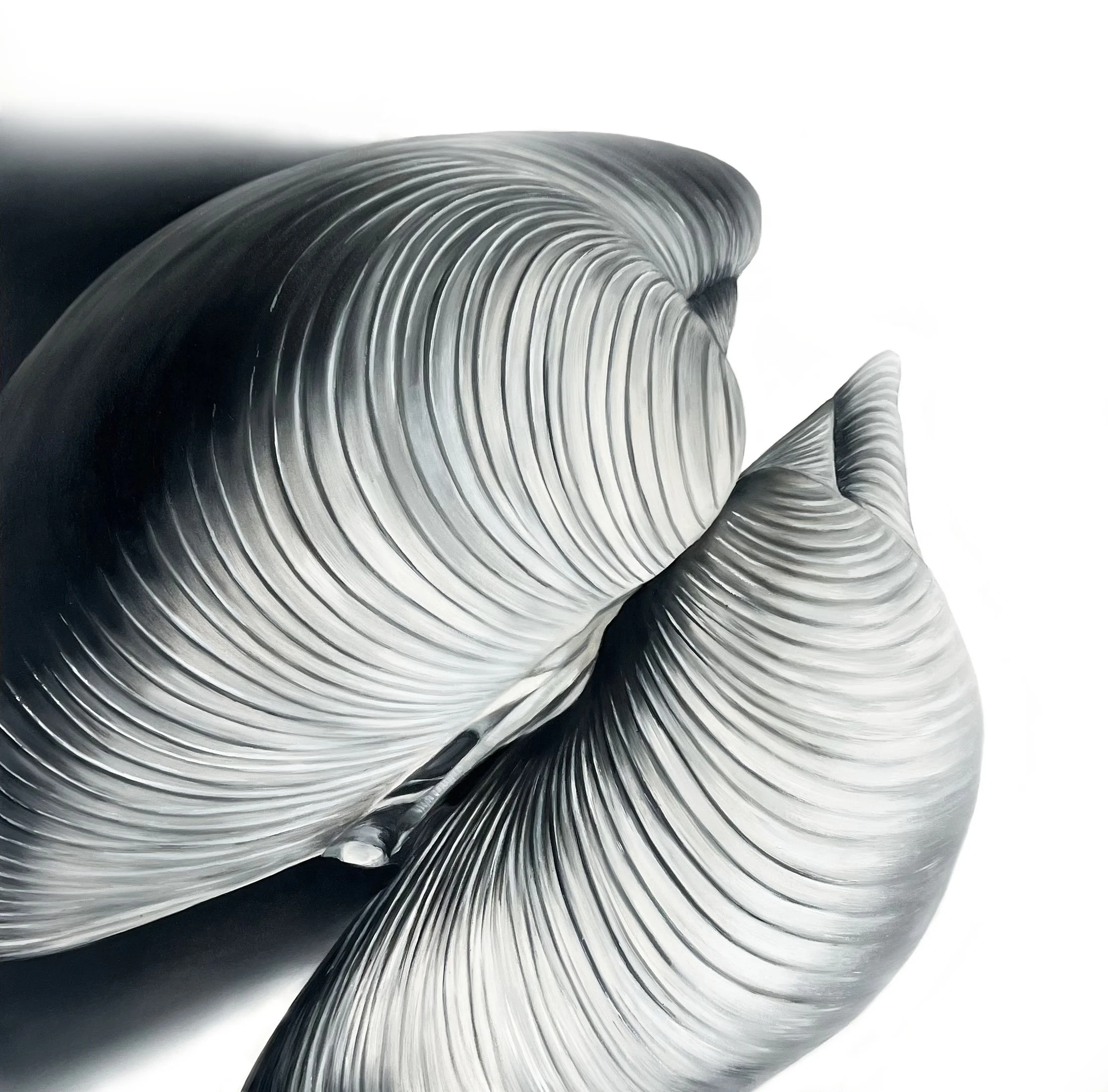 HingedClam_36x36_2023.jpg