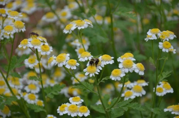 Bees on flowers