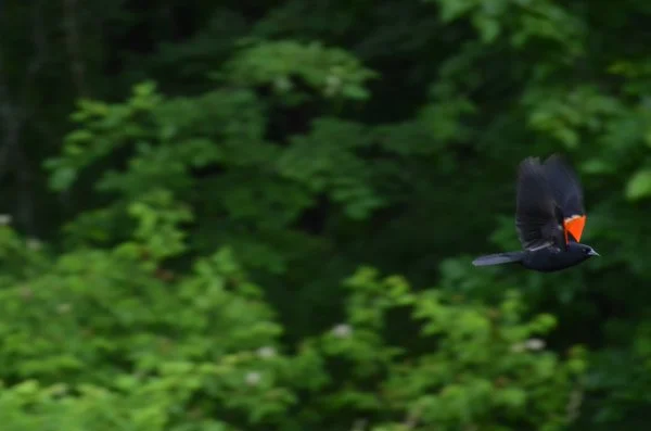 Redwing blackbird in flight