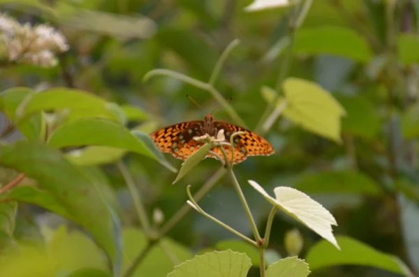 Moth