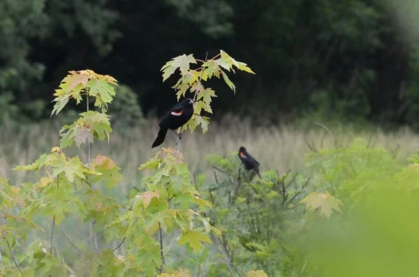 Two redwsinged blackbirds