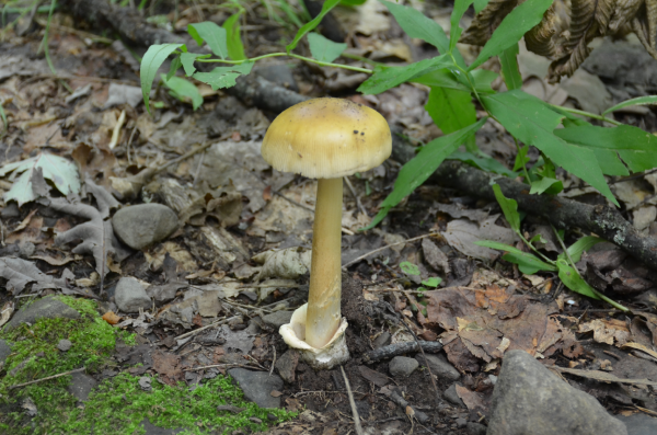Yellow Mushroom