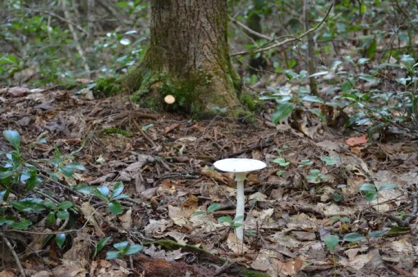 White mushroom