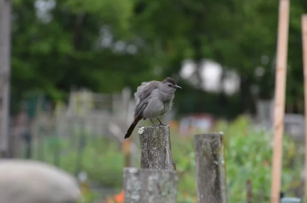 Bird grooming