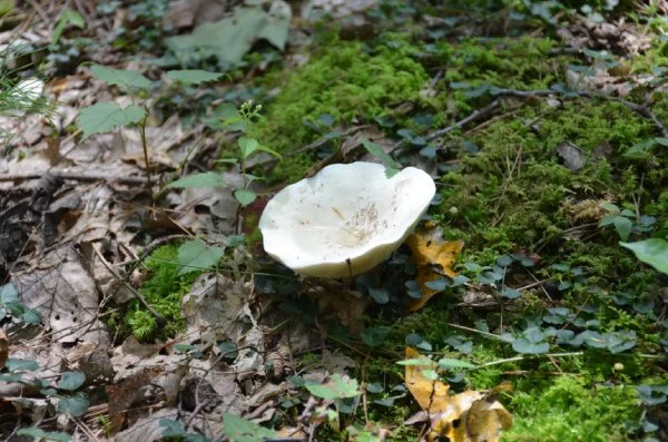 Mushroom