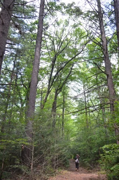 Tall trees and path in woods