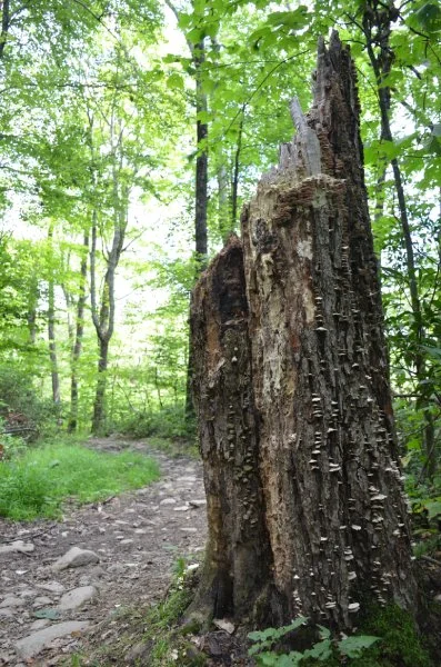 Decompoising Tree
