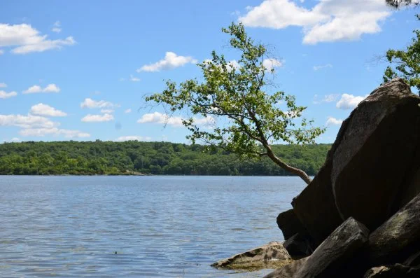 Lone Tree over a river