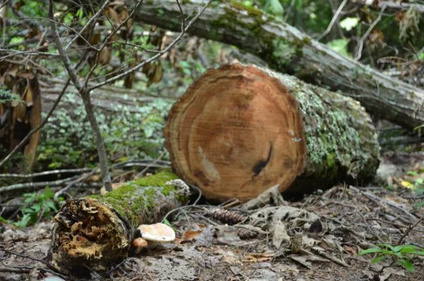 Decompoising tree and mushrooms