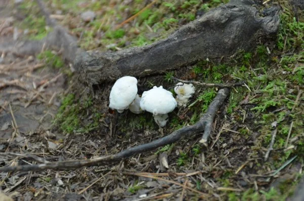 Dangerous Mushrooms