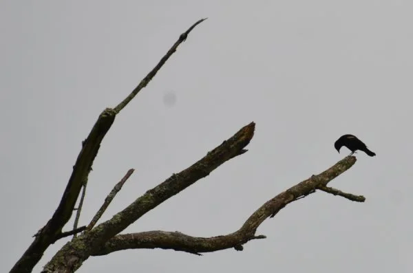 Lone bird perched on a tree