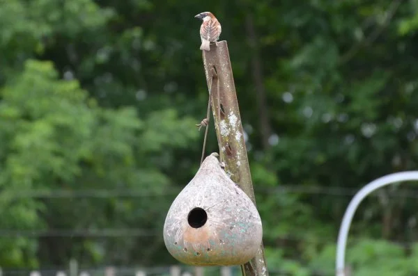 Perched